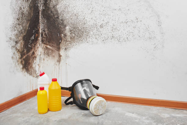 Best Mold Remediation for Specific Building Types in East Flat Rock, NC