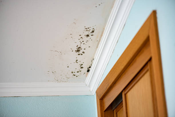 Best DIY Mold Remediation Support Services in East Flat Rock, NC
