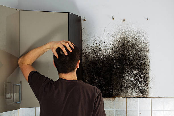 Best Localized Mold Remediation (e.g., coastal areas, humid climates) in East Flat Rock, NC