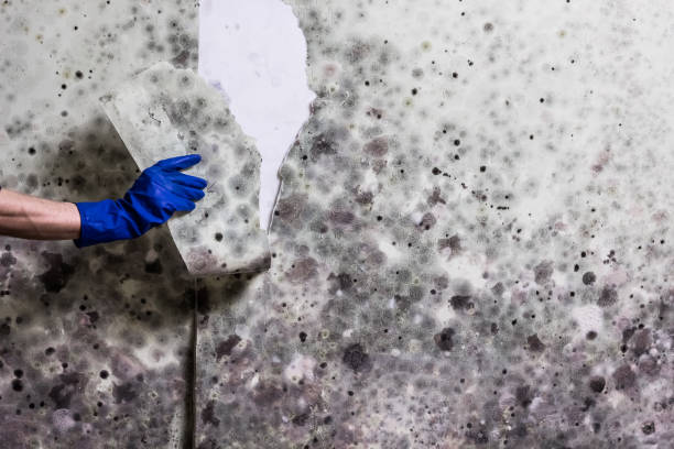 Best Bathroom Mold Remediation in East Flat Rock, NC