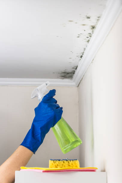 Best Residential Mold Remediation in East Flat Rock, NC